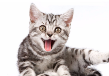 猫为什么一直大声叫不停