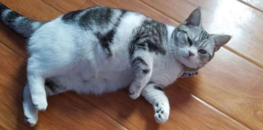 猫咪用品大全