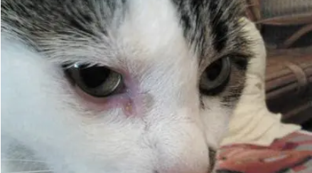 猫死了为什么眼睛是睁开的