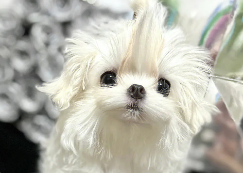 马尔济斯犬为什么不用遛?你了解过吗? 马尔济斯犬为什么不用遛?你了解过吗?