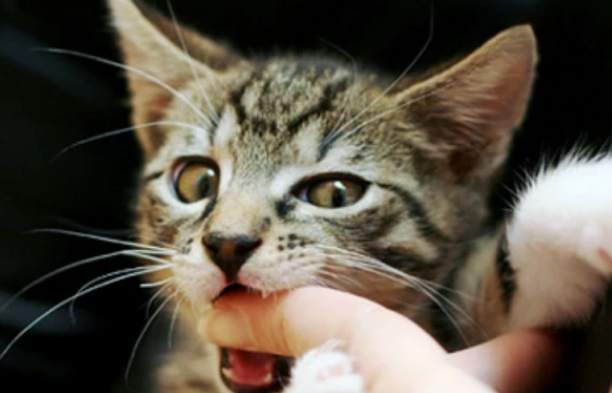 猫咪爱咬人是因为什么 猫咪爱咬人是因为什么