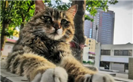 养猫最好养什么猫