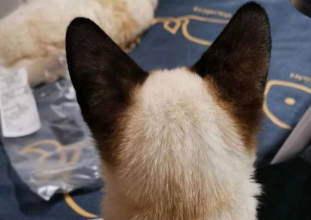  养暹罗猫两星期的真实感受：花的钱虽多，对它的爱却一分不少！ 