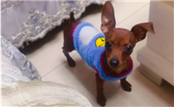 小鹿犬一般几斤？感兴趣的来了解下吧！