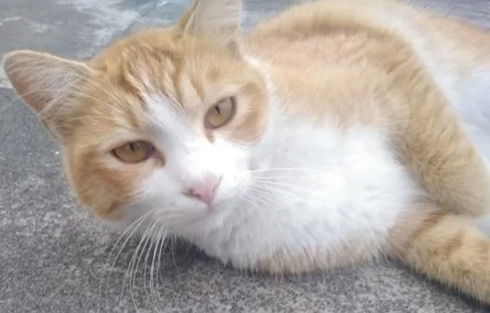 怎么才能找到丢失的猫