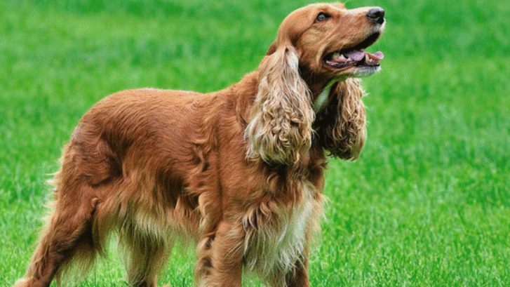 美国可卡犬多少钱一只？具体价格？