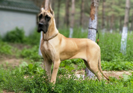 大丹犬的优点是什么？想养的看过来