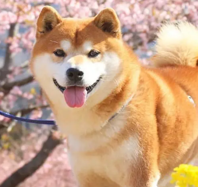 秋田犬泪痕和狗粮有关系吗？饲养者有必要知道的知识