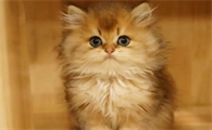 英国长毛猫的优缺点