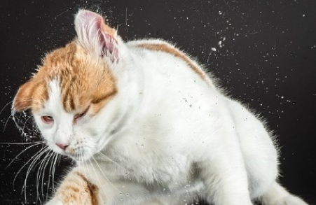 猫咪洗澡后抖动的原因