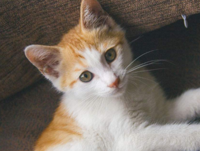 中华田园猫怎么变胖？猫友可以瞧瞧~