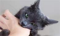 猫咪为什么乱咬人