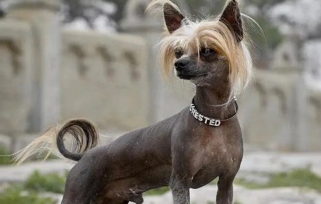 冠毛犬有肿瘤怎么办？宠主来了解下吧