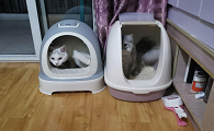 住单间怎么养猫