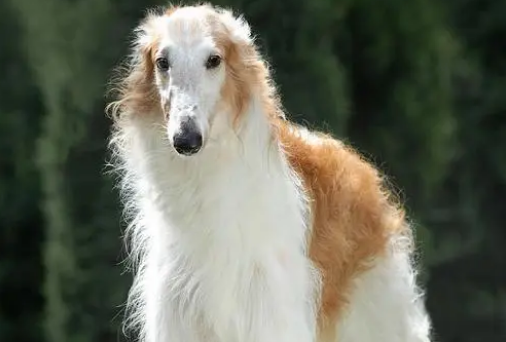苏俄猎狼犬拉肚子吃什么药？什么药最有效？
