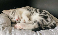猫咪很难入睡吗为什么
