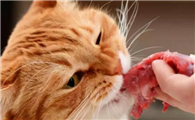 猫咪为什么爱吃肉