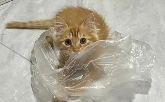 为什么猫咪突然抓袋子了呢