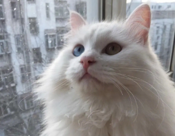 山东狮子猫性格怎么样？这篇文章有答案！