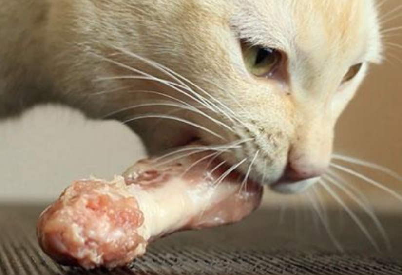 猫咪为什么喜欢捡骨头吃呢