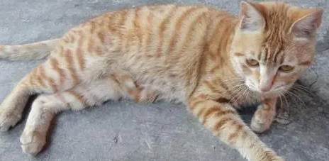 猫咪气管炎为什么难治疗 猫咪气管炎为什么难治疗