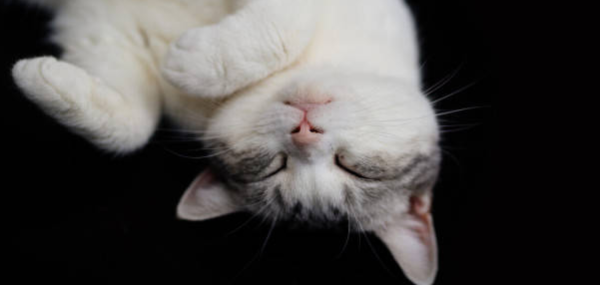 猫常见的十八种疾病
