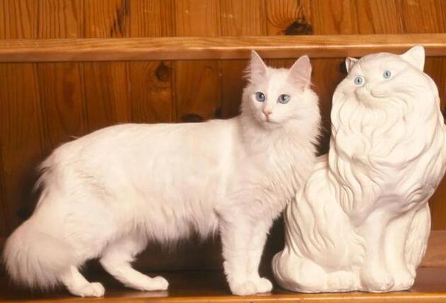 土耳其安哥拉猫好养吗?有人清楚不? 土耳其安哥拉猫好养吗?有人清楚不?