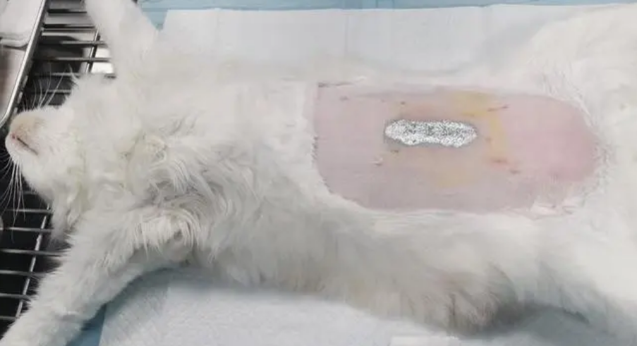 公猫绝育用超声刀好吗