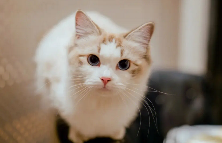 猫咪为什么要剃毛球的原因 猫咪为什么要剃毛球的原因