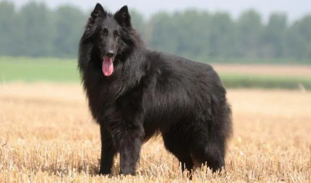 比利时牧羊犬价格是多少?不知道的快看 比利时牧羊犬价格是多少?不知道的快看