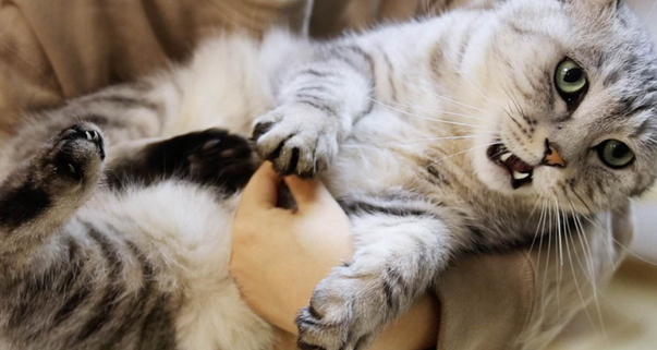 猫咪冬天为什么不让抱呢 猫咪冬天为什么不让抱呢
