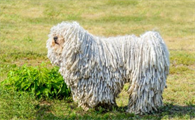 可蒙犬怎么训练大小便？不知道的快看