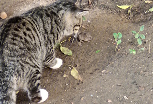 怎么训练狸花猫抓老鼠?方法在这里 怎么训练狸花猫抓老鼠?方法在这里