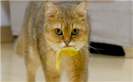 猫咪为什么会叼玩具给主人