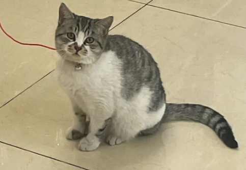 猫咪为什么身上屎臭味 猫咪为什么身上屎臭味