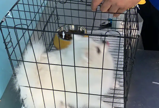 宠物狗托运费用 宠物狗托运费用