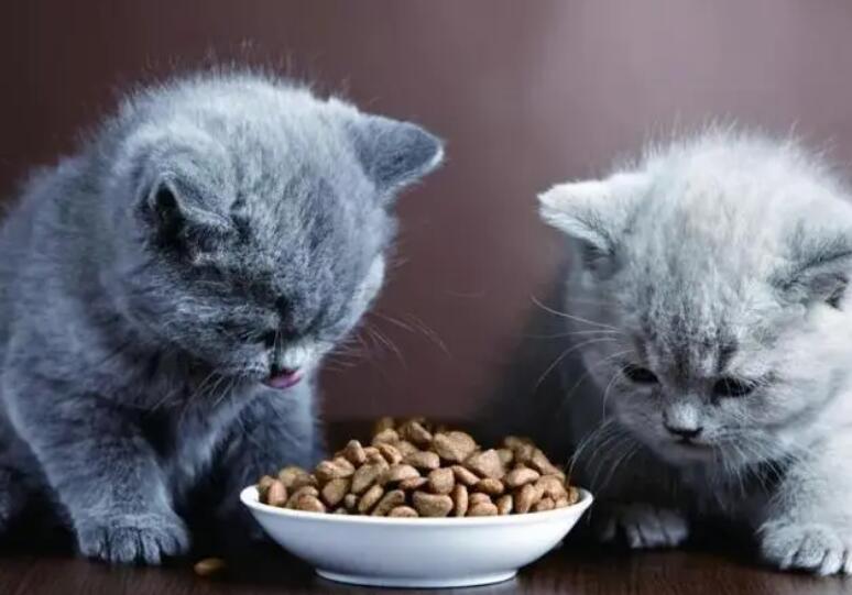 蔬菜猫粮为啥猫咪不吃 蔬菜猫粮为啥猫咪不吃