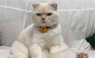 为什么做生意不宜养猫咪呢女生