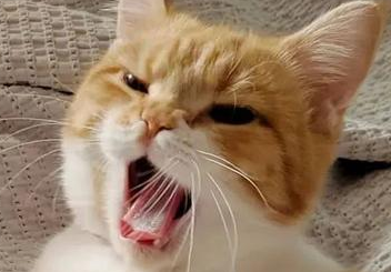 猫咪晚上为什么喊叫 猫咪晚上为什么喊叫