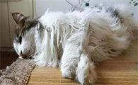 猫刚死 还能救活吗