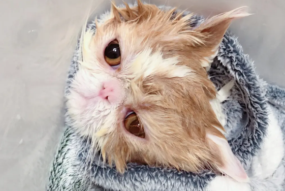加菲猫怎么洗澡?主人要注意 加菲猫怎么洗澡?主人要注意
