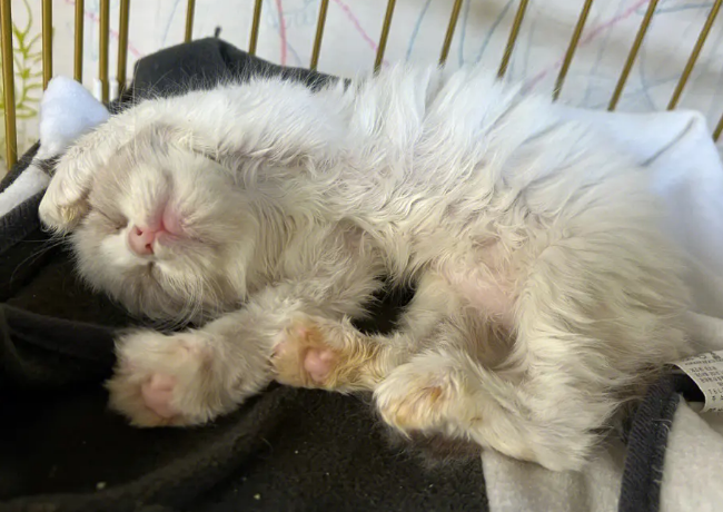 小奶猫睡觉抽搐正常吗?这里有解答 小奶猫睡觉抽搐正常吗?这里有解答
