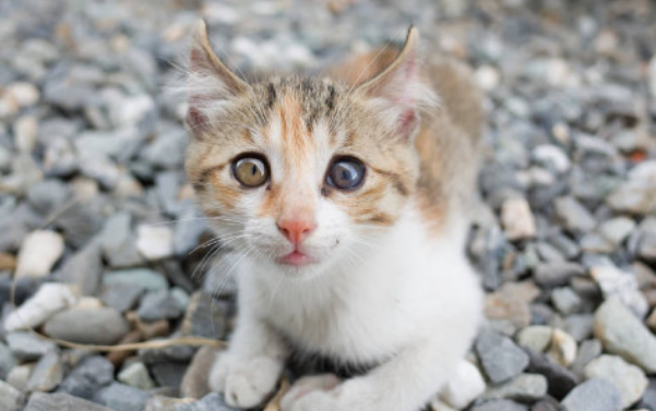 猫咪公母怎么区分图片