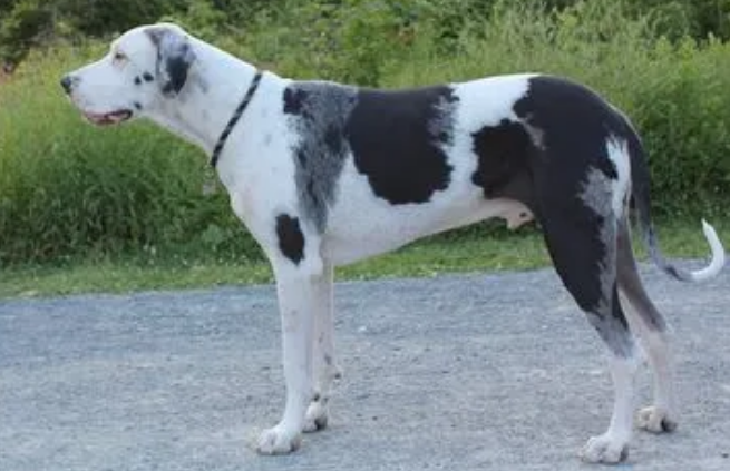 大丹犬怎么美容？需要注意哪些方面？