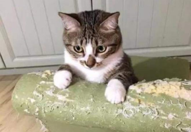 猫总是破坏家里东西