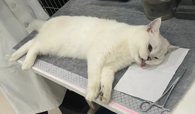 猫咪绝育以后很爱打架
