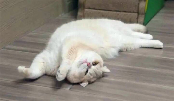 猫咪耳朵外面为什么是黑色的东西 猫咪耳朵外面为什么是黑色的东西