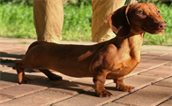 迷你腊肠犬优缺点是什么？来了解下吧