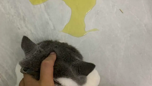 猫咪为什么会随地小便 猫咪为什么会随地小便