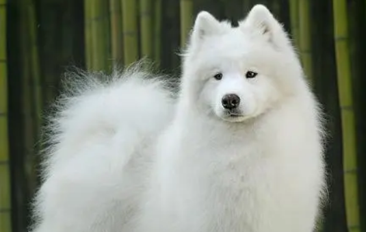 萨摩耶犬多大换牙？换牙期这些事项要注意
